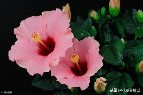 芙蓉種植方法|芙蓉到底該怎麼照顧呢？